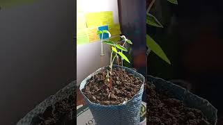 Epigeal germinationtimelapsetimelapse germination morphologicalgrowth ❤️❤️❤️ [upl. by Dorian]