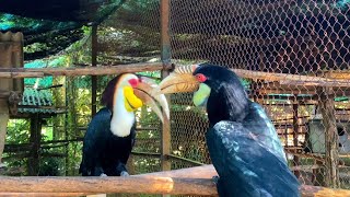 Wreathed Hornbill [upl. by Ettelorahc]