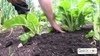 How To Grow Chard [upl. by Hanonew462]