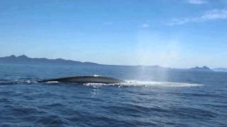 Blue Whale blowing 100 meter from the boat  Baja California  Thore Noernberg Whale Watching [upl. by Osnofedli514]