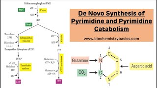 De Novo Pyrimidine Synthesis and Catabolism  Pyrimidine Metabolism [upl. by Bucher532]