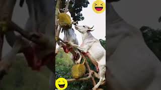 Ruminants Enjoy Fruit So Funny On The Durian Tree shorts [upl. by Arannahs]