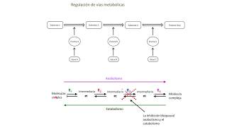 Teórico Regulación del Metabolismo de glúcidos Parte 1 [upl. by Drofdarb]