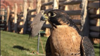 Falconry Aggression during the molt [upl. by Siramaj535]