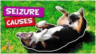 What Causes Seizures in Dogs top 5 causes of dog seizures [upl. by Aicilehp]