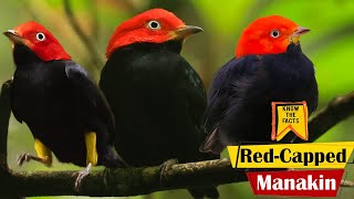 Red Capped Manakin  Interesting Facts about Moon walking Bird [upl. by Chatwin]