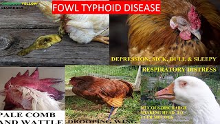 FOWL TYPHOID DISEASE [upl. by Thgiwd]