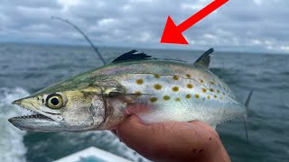 Catch and Cook Spanish Mackerel Fishing in Chesapeake Bay [upl. by Ekyt]