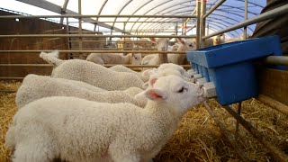 Lambing Season Documentary [upl. by Anohr]