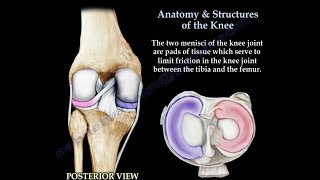 Anatomy amp Structures Of The Knee  knee pain [upl. by Adolphus]