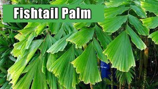 How to grow Fishtail palm plant  Care of fishtail palm tree  Fishtail palm tree  Caryota mitis [upl. by Venn]