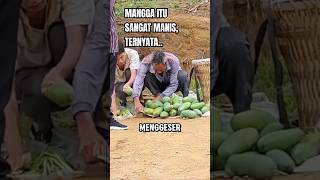 Sekarang Dia Tak Perlu Menjual Mangga Di Tepi Jalan [upl. by Mahseh]