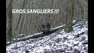 TIR DUN GROS SANGLIER A 5 METRES [upl. by Alick]