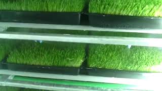 GreenFeed Growing System grow room in action [upl. by Moia176]