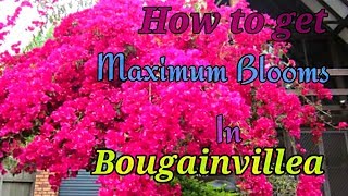 How to get Maximum Blooms In Bougainvillea  A Fully Tested Method on Bougainvillea [upl. by Ahsielat364]