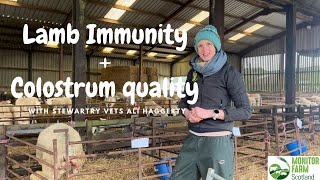 Lamb immunity and colostrum quality project at Barnbackle Farm [upl. by Morgenthaler628]