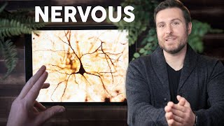 Nervous Tissue Histology Explained for Beginners [upl. by Eardnaed]