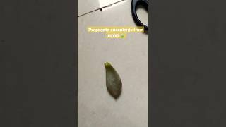 propagate succulent plant from leaves🍃subscribe love youtubeshorts sumanbamna9875 [upl. by Kelby665]