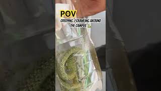 Wildly amazing 🐍 around our campus ground thailand wildlife snake snakevideo shorts youtube [upl. by Ramraj]