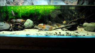 North amp Central American Cichlids in the Display Aquarium episode 2 [upl. by Sonnie]