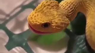 Baby atheris hispida makes squeak [upl. by Adnohsor]