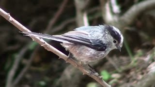 Mito común Aegithalos caudatus Longtailed Tit [upl. by Rolecnahc999]