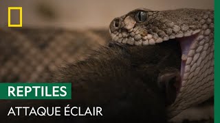 Du rat au menu de ce serpent [upl. by Anib]