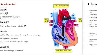 L1 Physiology of the cardiovascular system طب الكفيل مرحلة ثانية فسلجة الكورس الاول [upl. by Dwan]