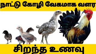 கோழி மற்றும் கோழி குஞ்சுகள் அதிக வேகமாக வளர சிறந்த உணவுYasmaking [upl. by Waal47]