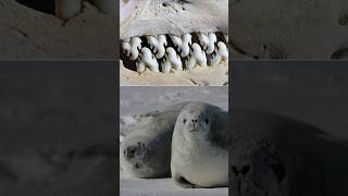 Crabeater Seal Teeth Hits Different  seal sea [upl. by Nilok]