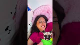 DOGASTIC IDEA 🤩 I NEED THIS BED POUCH FOR MY TOYS 💛 funnyanimals dog hack [upl. by Russell]