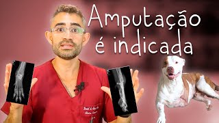 Osteossarcoma canino  Casos de rotina cirúrgica da residência veterinária 1 [upl. by Aridaj]