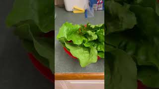 Perfect honeymoon salad gardening honeymoon funny dadjokes oon [upl. by Geordie]