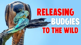 NEW TREND Releasing Budgies to The Wild [upl. by Carlo]