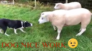 DOGS VS SHEEP  BORDER COLLIE  MIX 2 VIDEOS  LIVE LEAK TV [upl. by Avram]