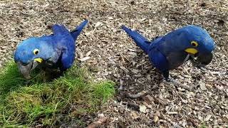 Hyacinth Macaw couple [upl. by Matteo943]