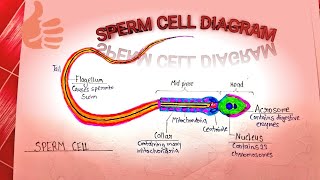 Most important diagramSPERM CELL very easy way step by step [upl. by Llednov427]