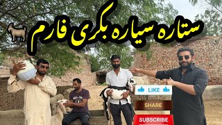 SITARA SIYARA BAKRI FARM punjabi funnybakri ka baccha [upl. by Carnahan943]