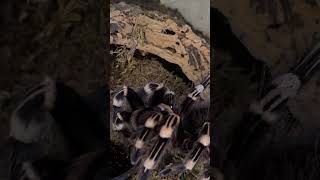 Acanthoscurria geniculata female eating 🕷️ tarantula spider eating pók [upl. by Thevenot584]