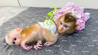 Monkey Kaka asked her mom to change baby monkey Mits diaper [upl. by Obadiah]