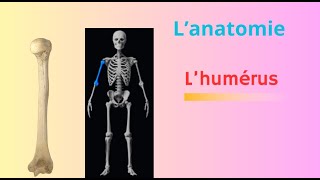 ostéologie du membre supérieur humérus os du bras [upl. by Assirhc]