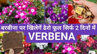 Verbena में खिलेगें ढेरो फूल 2 सरल तरीके अपनाएं  How to Grow amp Care Verbena PlantgardeningNPK [upl. by Branch365]