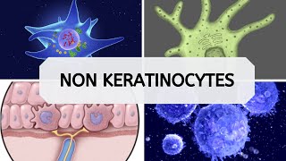 NON KERATINOCYTES [upl. by Chrysler]