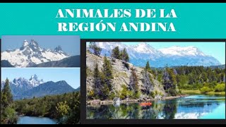 Animales de la Región Andina Cordillerana PATAGONIA [upl. by Akitnahs]