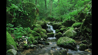 SONIDO DEL AGUA FLUYENDO EN EL RIO PARA DORMIR  WATER SOUND IN THE RIVER FLOWING TO SLEEP [upl. by Doowyah703]