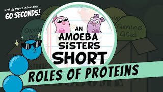 Roles of Proteins  Amoeba Sisters Shorts [upl. by Naillij]