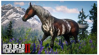 Red Dead Redemption 2  How To Find The Warped Brindle Arabian [upl. by Ffej]