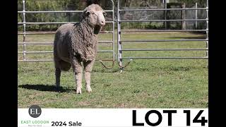 Lot 14 East Loddon Merino Stud Sale 2024 [upl. by Brooke]