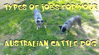 Types Of Jobs For Your Australian Cattle Dog  Jobs For Your Blue Heeler [upl. by Hulbert887]