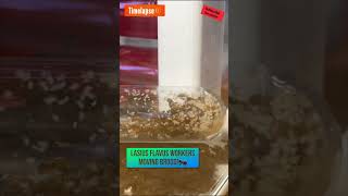 Timelapse of my Lasius Flavus workers transporting brood 🐜 ants antscolony antkeeping [upl. by Heron956]